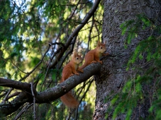 Squirrels