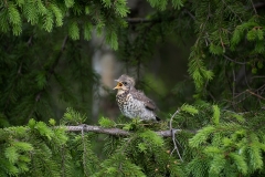 Starling