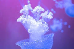 Aurelia Jellyfish