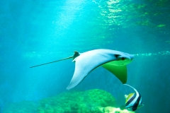 Devil Ray