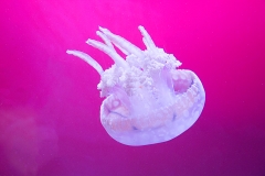 Jellyfish