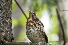 Starling