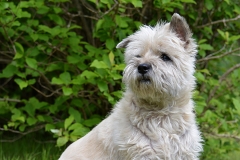 Cairn Terrier