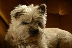 Cairn Terrier