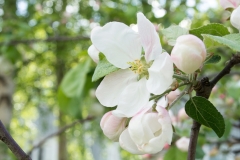 Apple Blossom