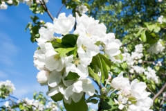 Apple Blossom