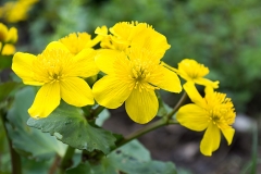 Marsh Marigold