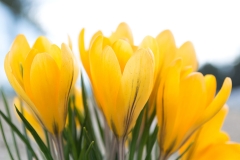 Yellow Crocus