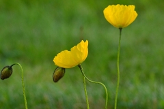 Arctic Poppy