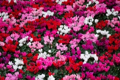 Cyclamen