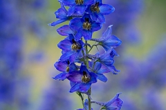 Blue Flower