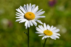 Oxeye