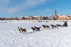 Dogsled in Luleå