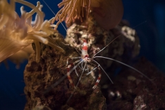 Banded Coral Shrimp