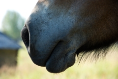 Horse Muzzle