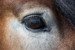 Horse Eye