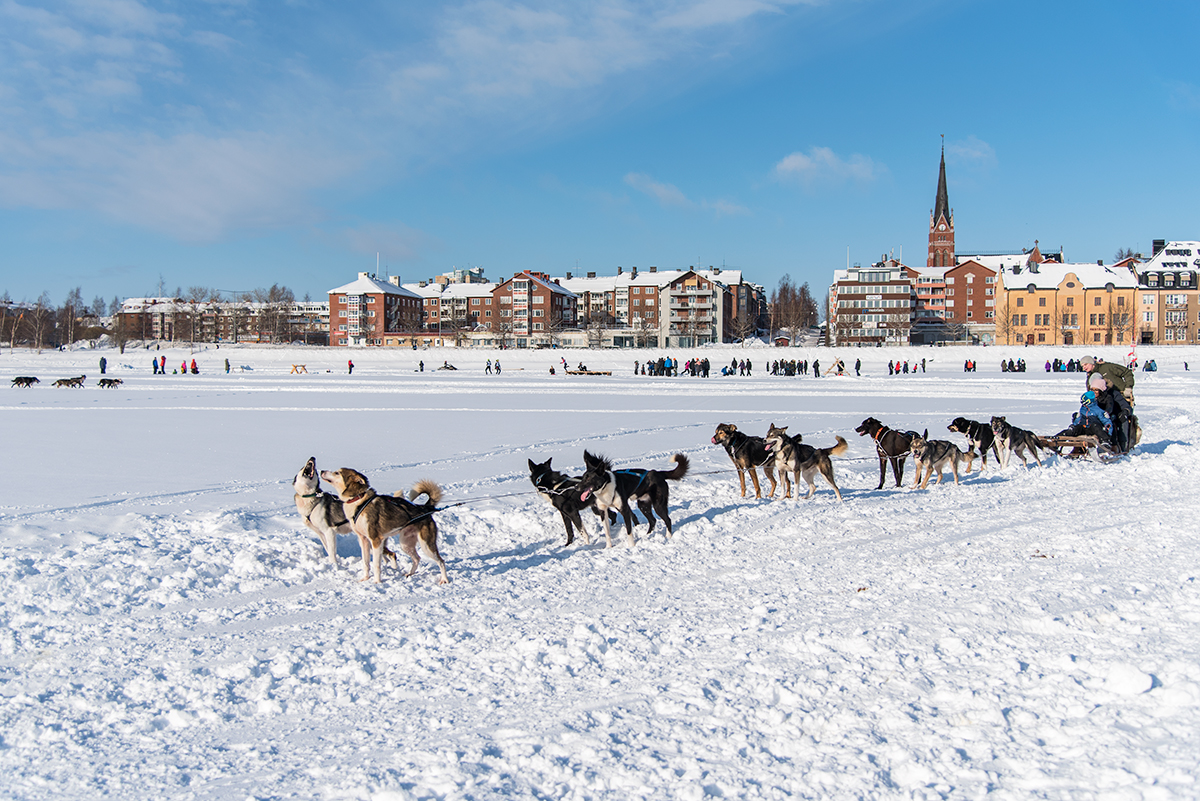 Dogsled in Luleå